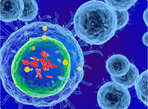 Что такое иммунитет и как его укрепить