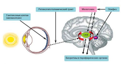 синтез мелатонина