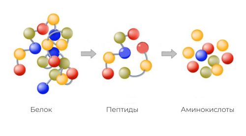 белки,пептиды и аминокислоты