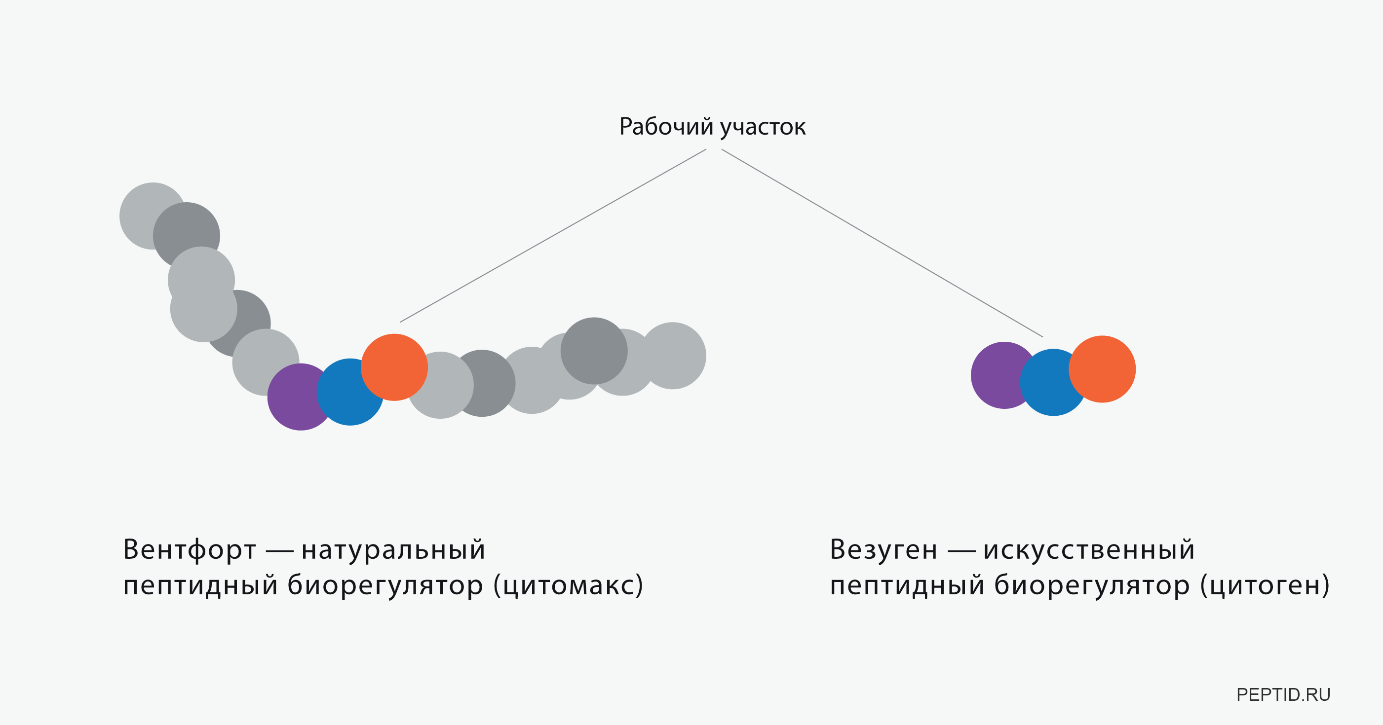 Пептиды: что это такое и как они работают