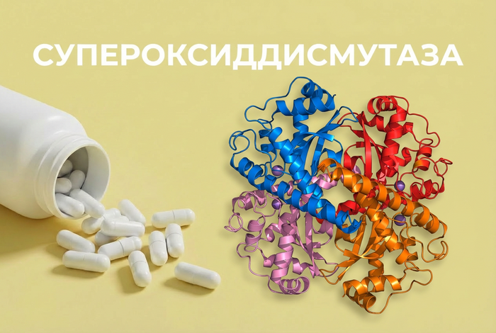 Супероксиддисмутаза (СОД): фермент, который защищает ваши клетки от старения