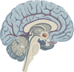 Эпифиз и постменопауза: как шишковидная железа влияет на приливы